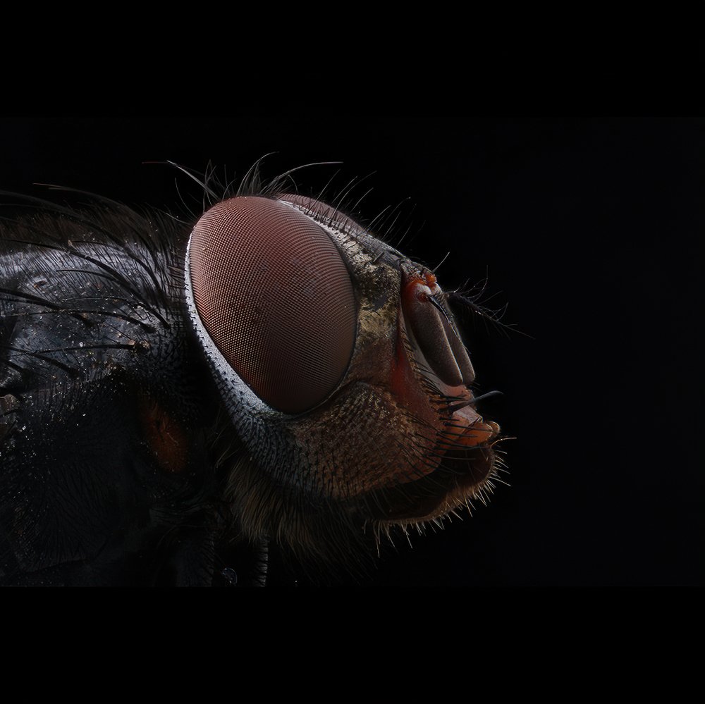 Photograph by Антон Орленко