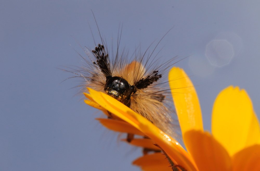 Кистехвост