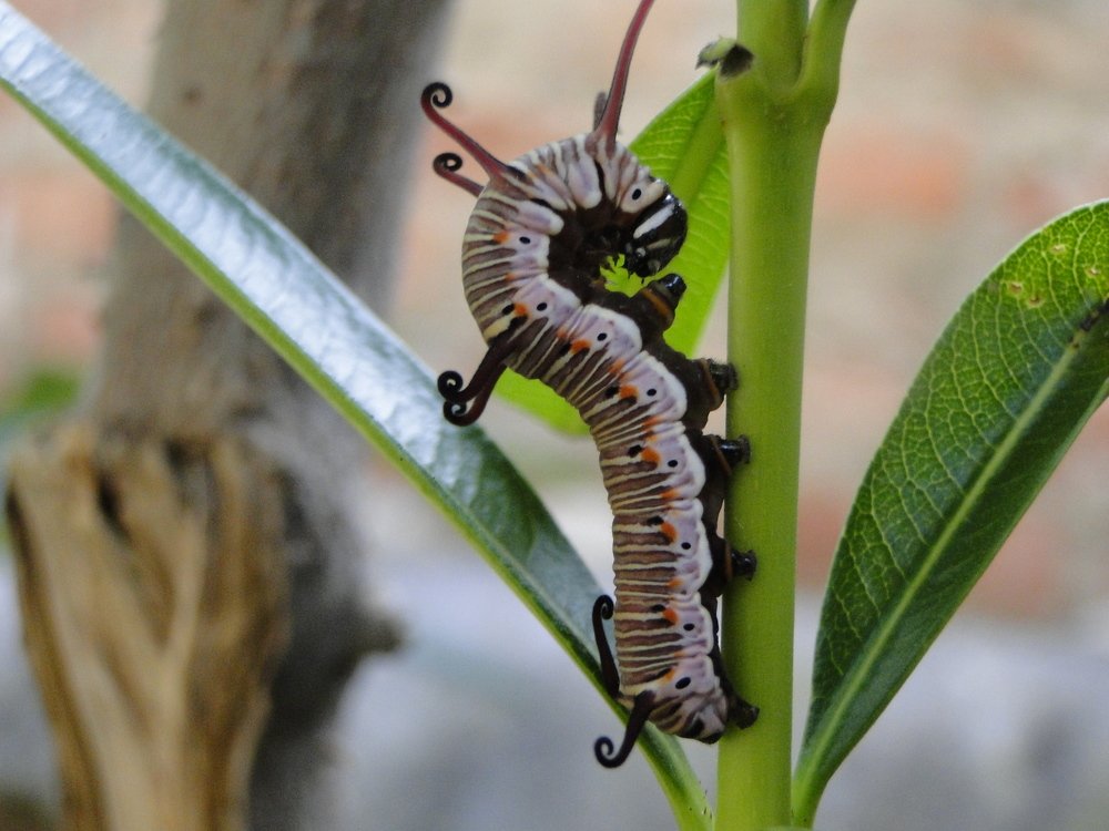 Caterpillar