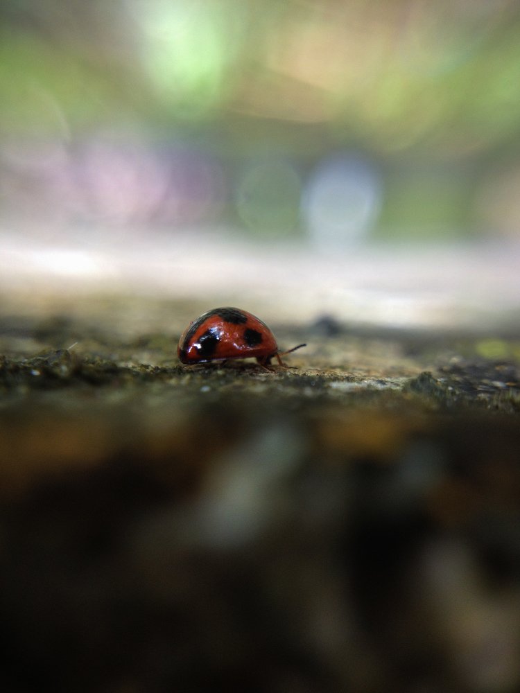 Photograph by VISHNU. A.K