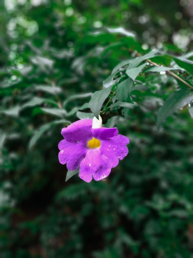 Photograph by VISHNU. A.K