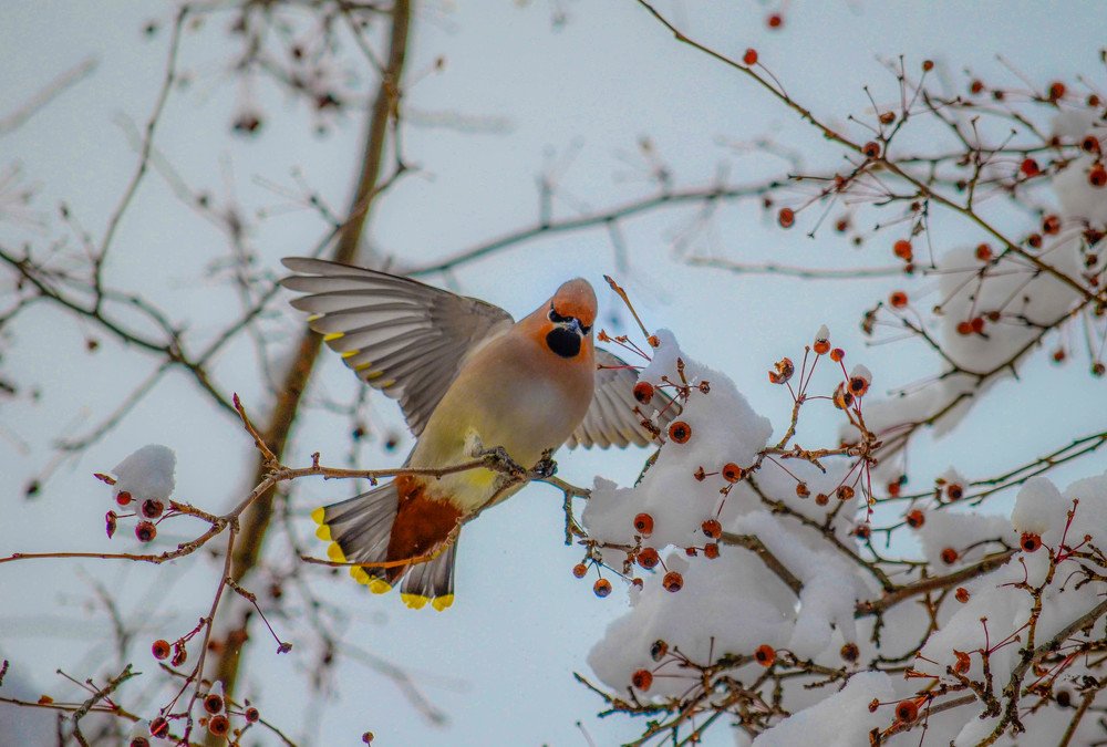 свиристель на яблоне