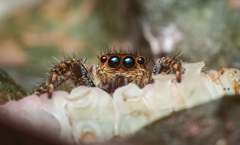 Jumping spider
