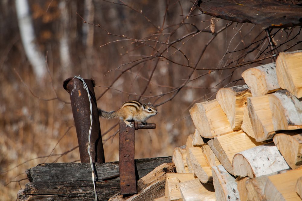 Photograph by Ирина Фастовец