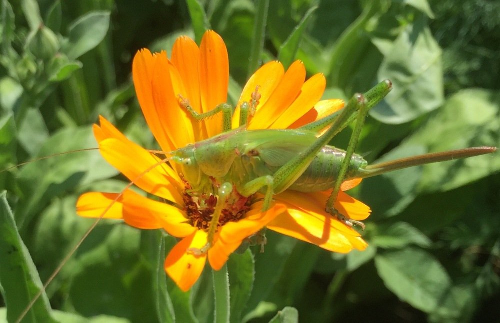 Трава,зелень,кузнечик