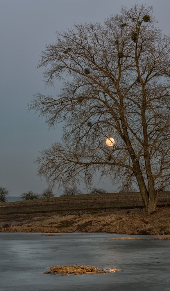 Photograph by Галина Нечипорук