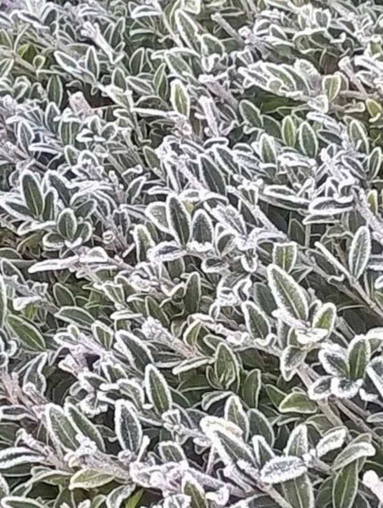 Photograph by Konochonkina