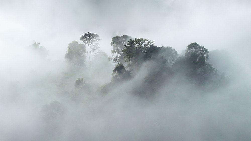 morning mist