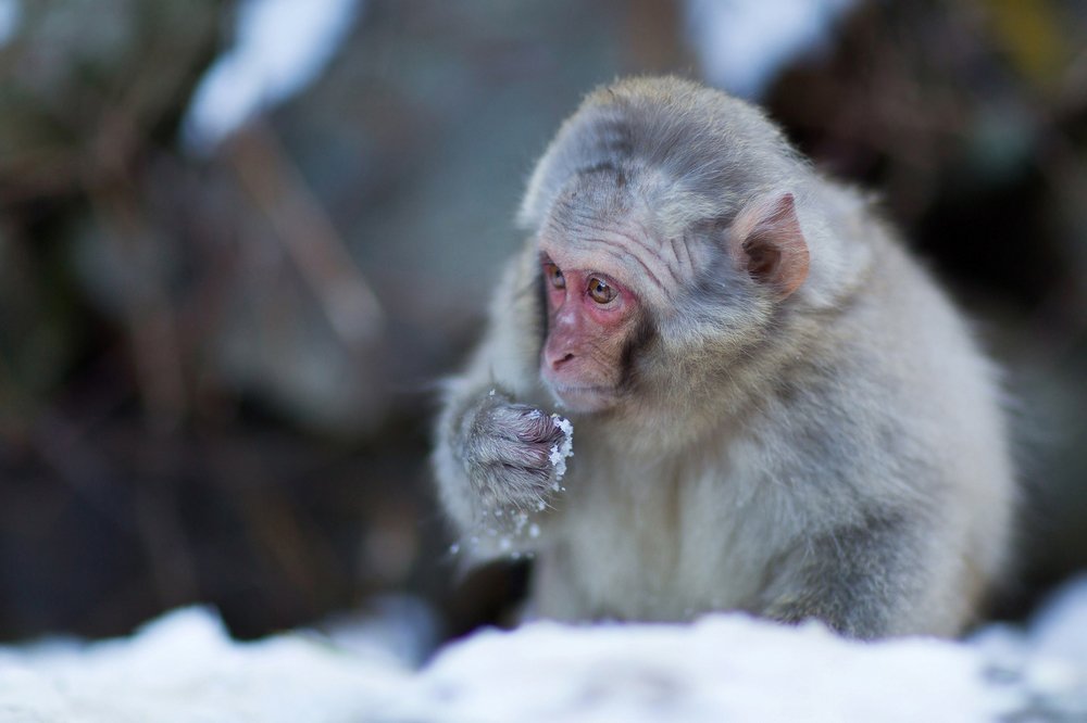 Снежный малыш