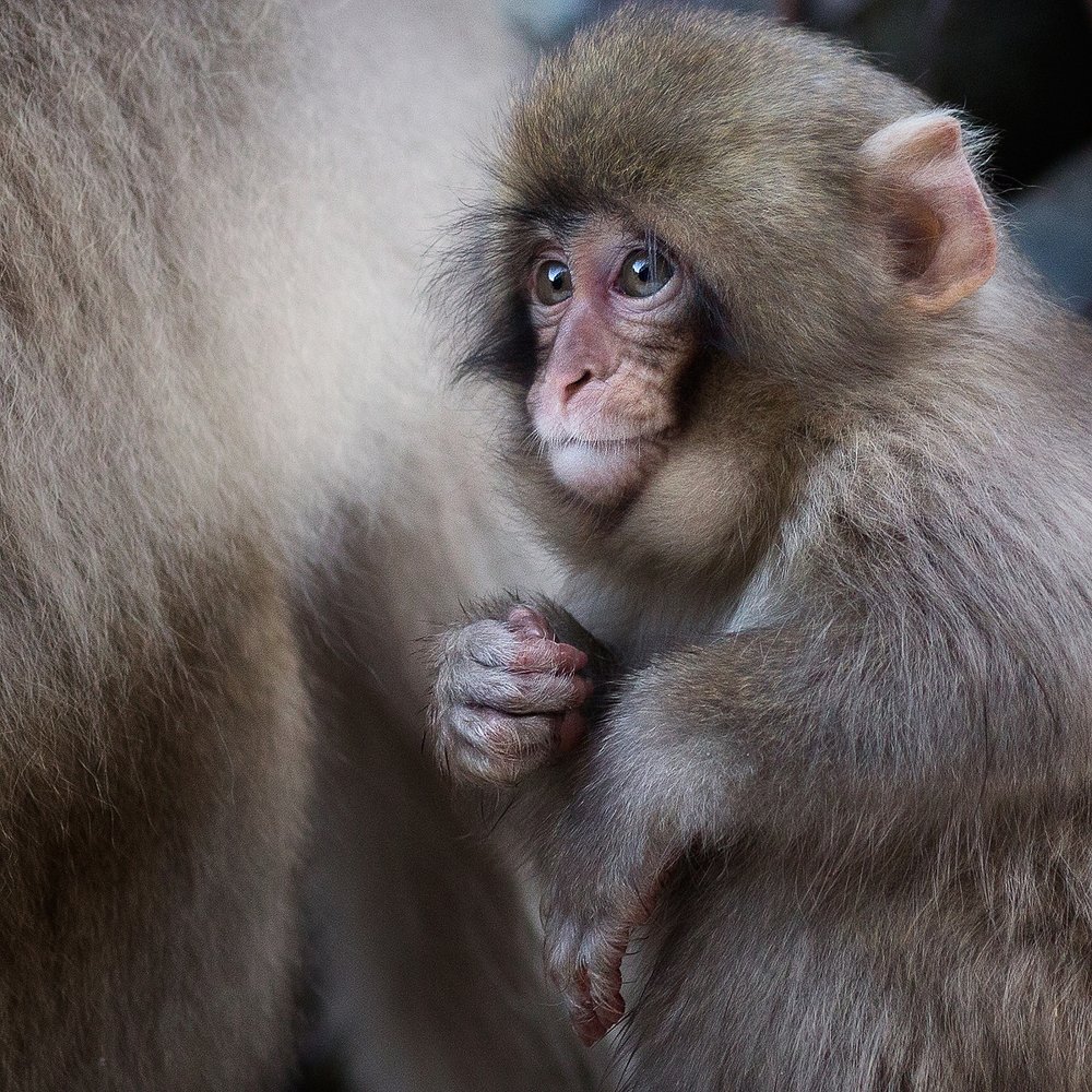 Портрет малыша
