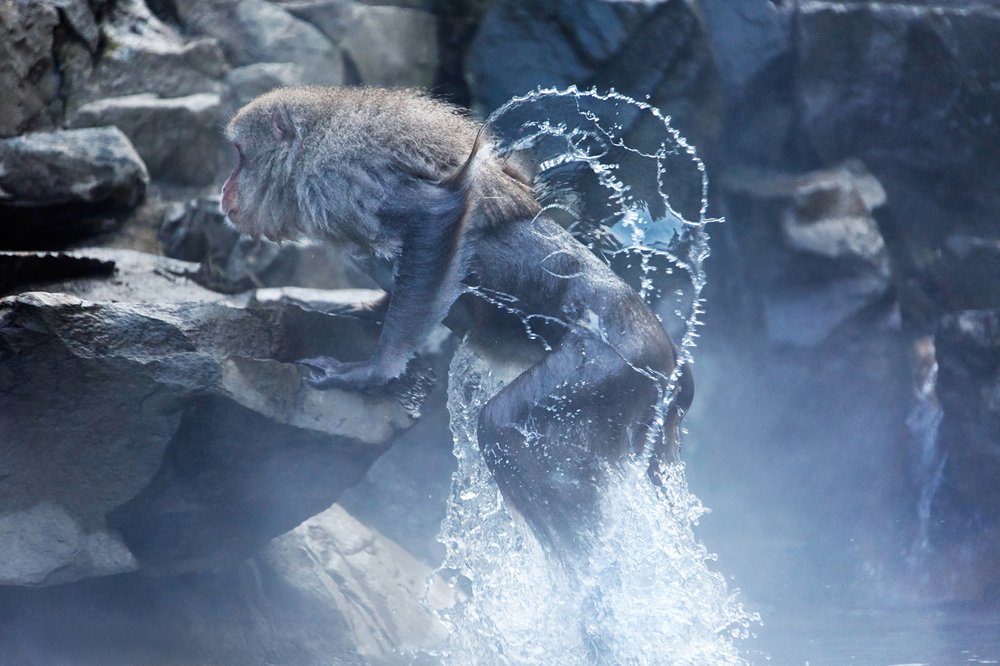 Прыжок из воды