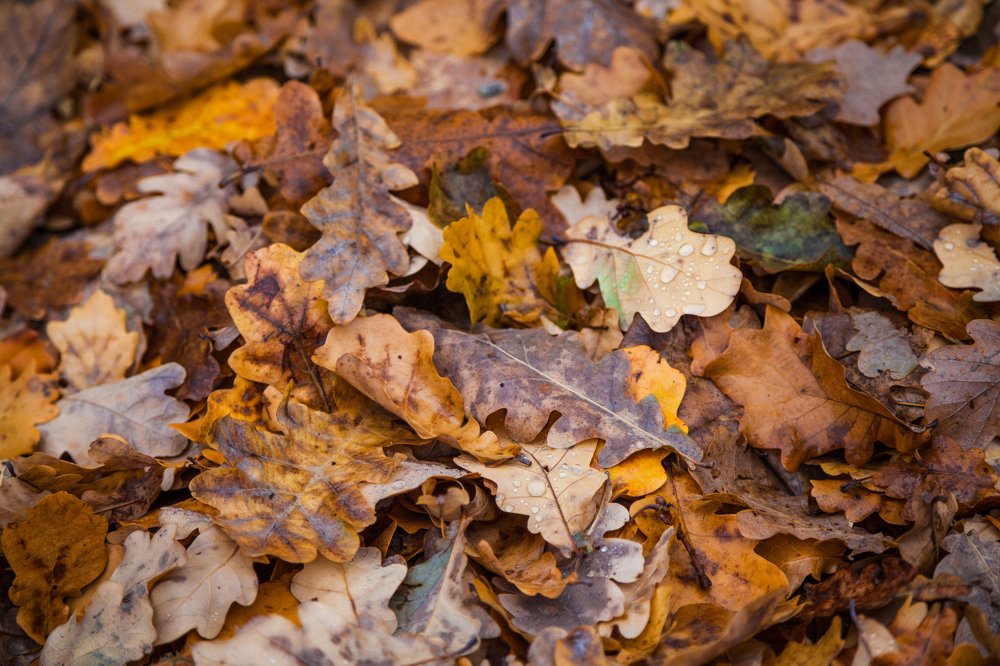 Photograph by Александр Лапшин