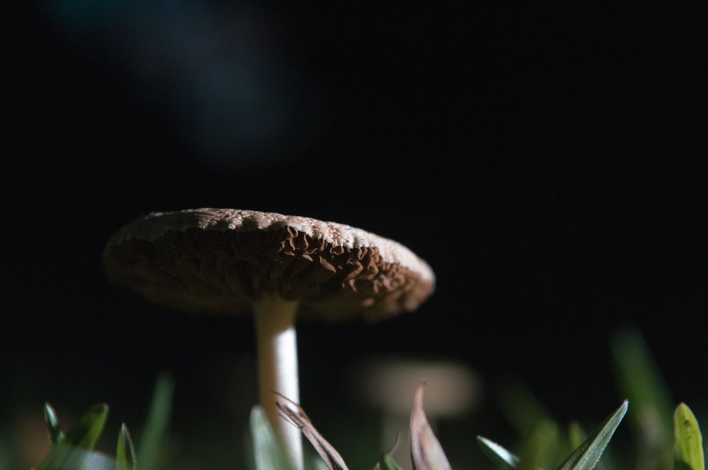 Beautiful macro life