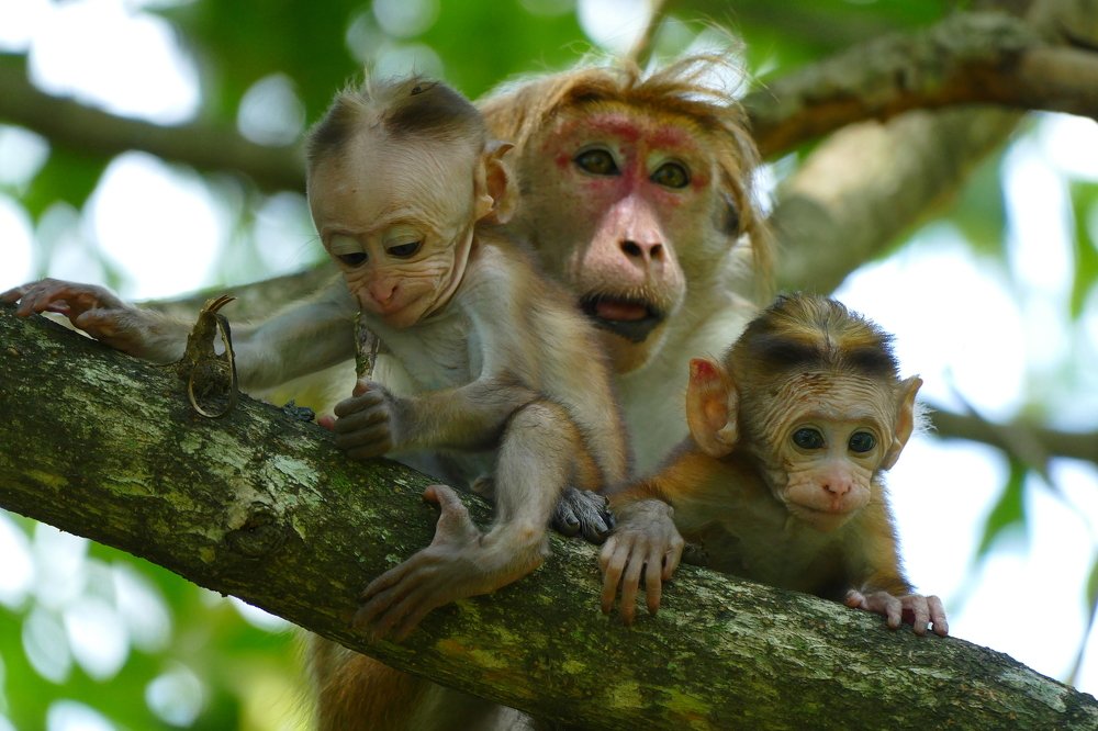 Monkey family