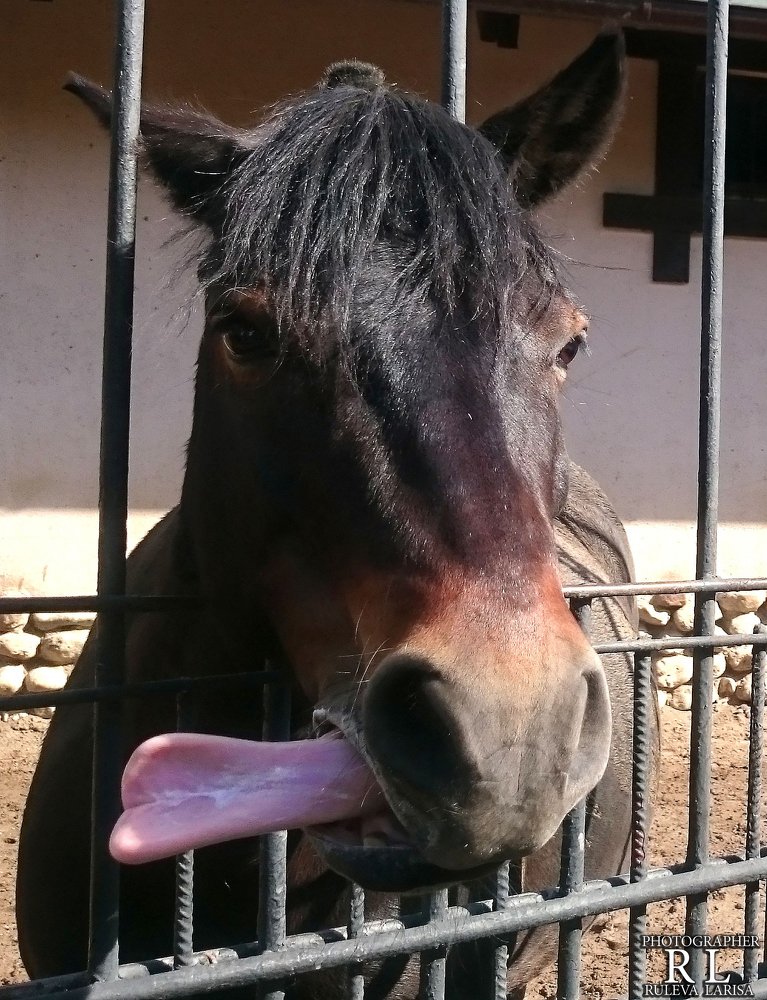 Photograph by Лариса Рулёва