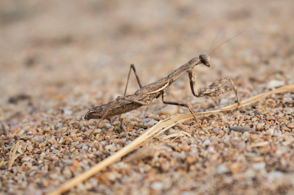 Photograph by Алексей Белоножко