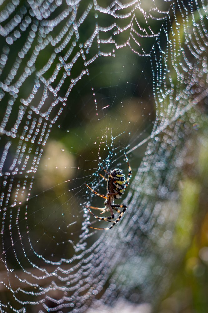 Photograph by Алексей Белоножко
