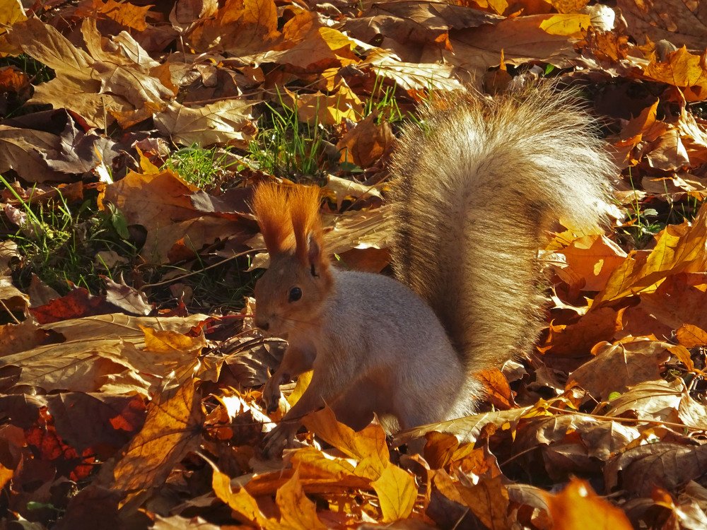 Photograph by Александр Стрижов