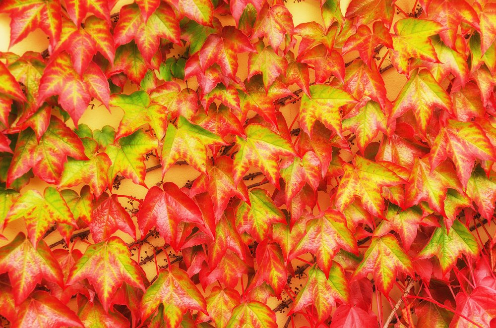 Фотография автора Майя Афзаал