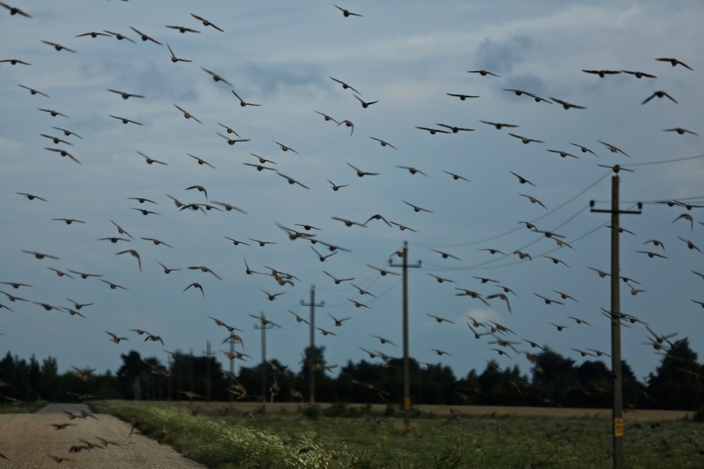 одна команда