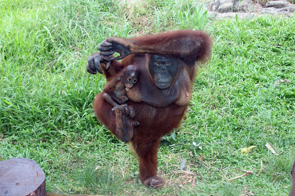 Модель заказывали?