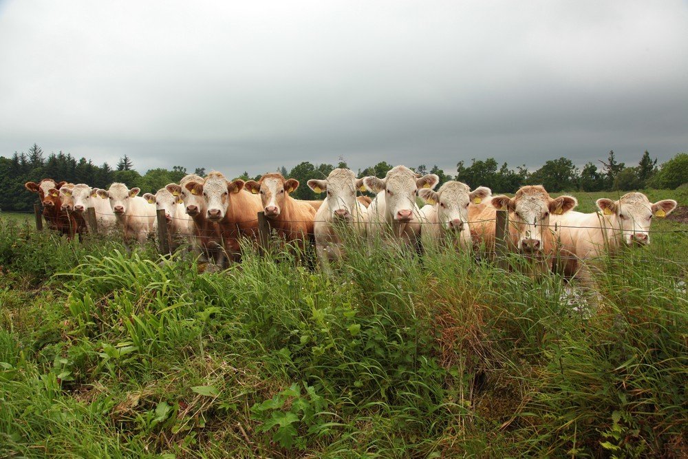 Шотландские бычки.