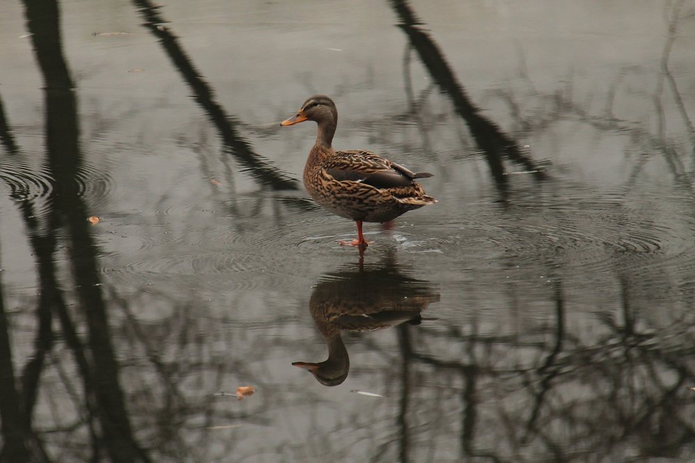 Photograph by Игорь Улитин