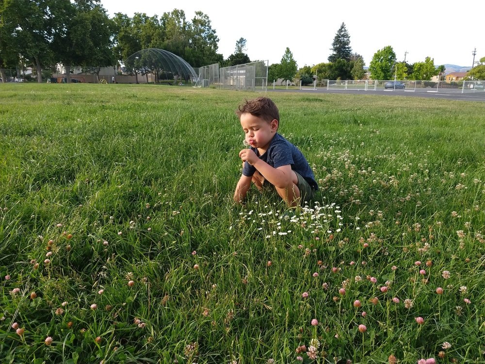 Boy and flowers