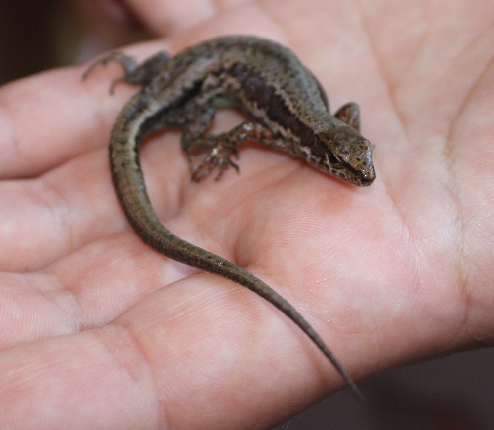 Photograph by Николай Немчанинов