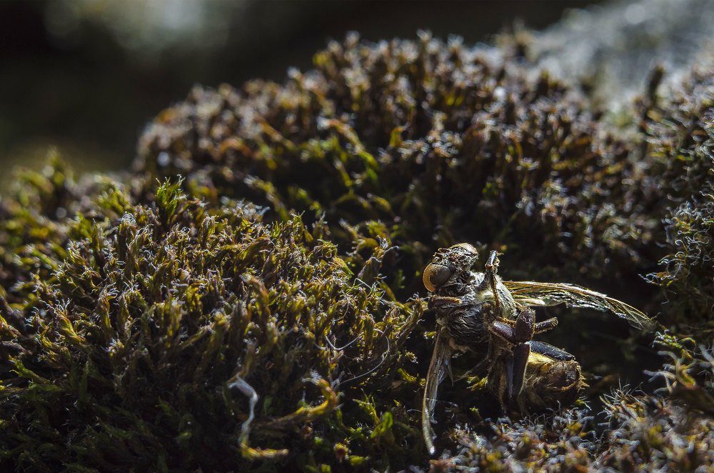 Photograph by Сергей Абрамов