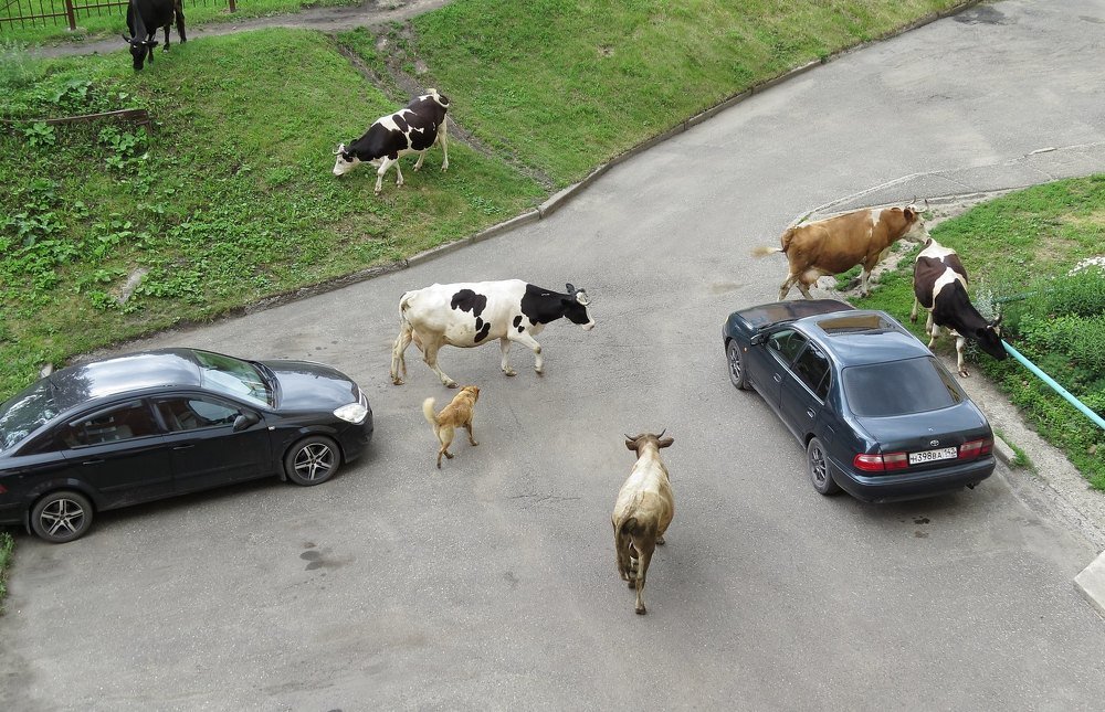 Городские коровы