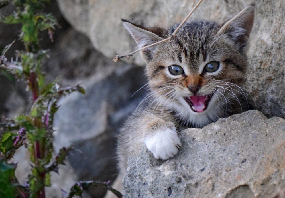 Photograph by Marian Badaluta