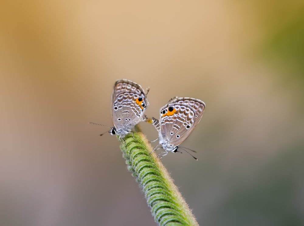 Фотография автора Dolli Pogrebnaya