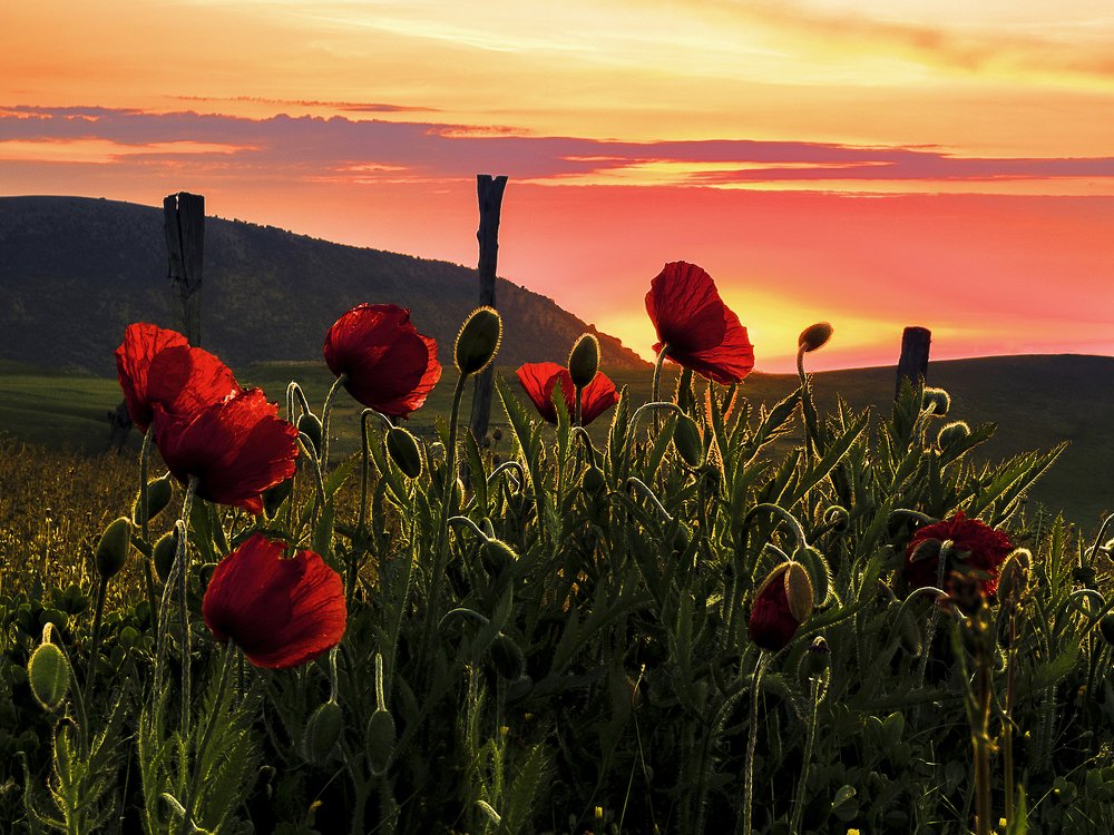 Photograph by Shahriar Dabiri