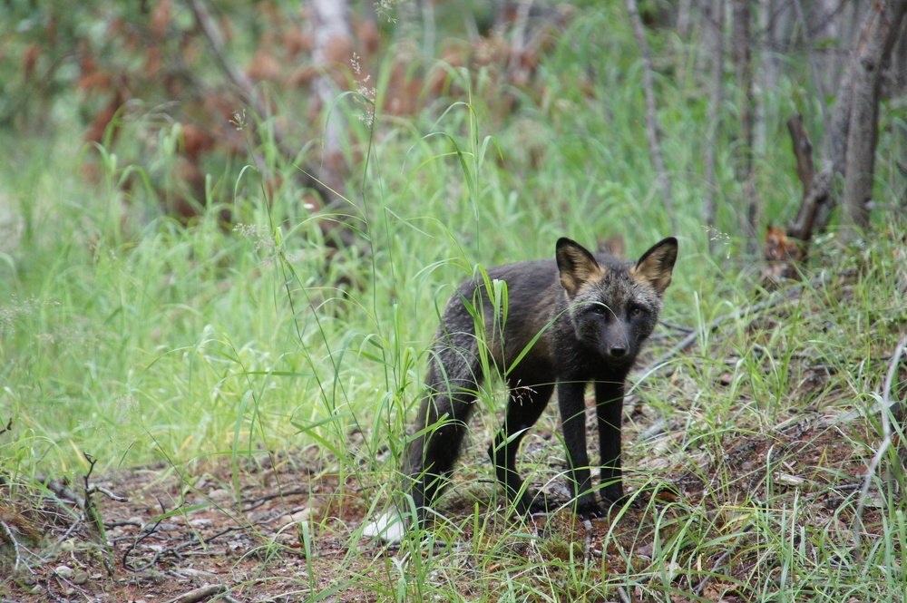Photograph by Вероника Раевская