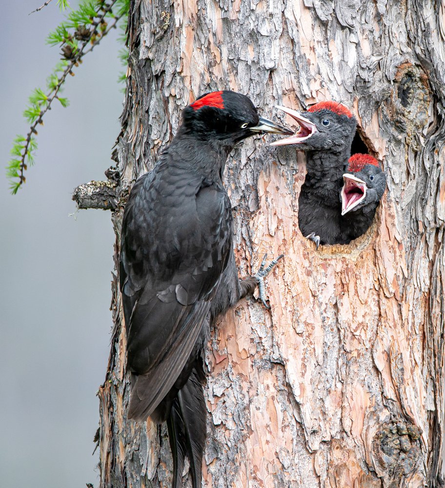 Photograph by Александр Кривошапкин