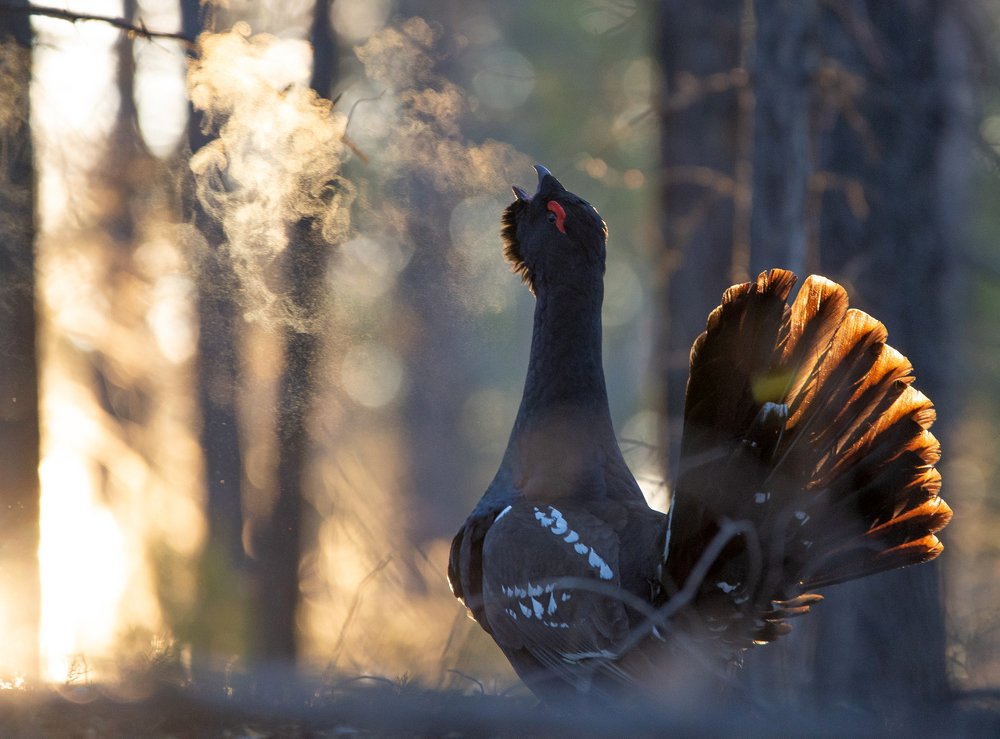 Photograph by Александр Кривошапкин