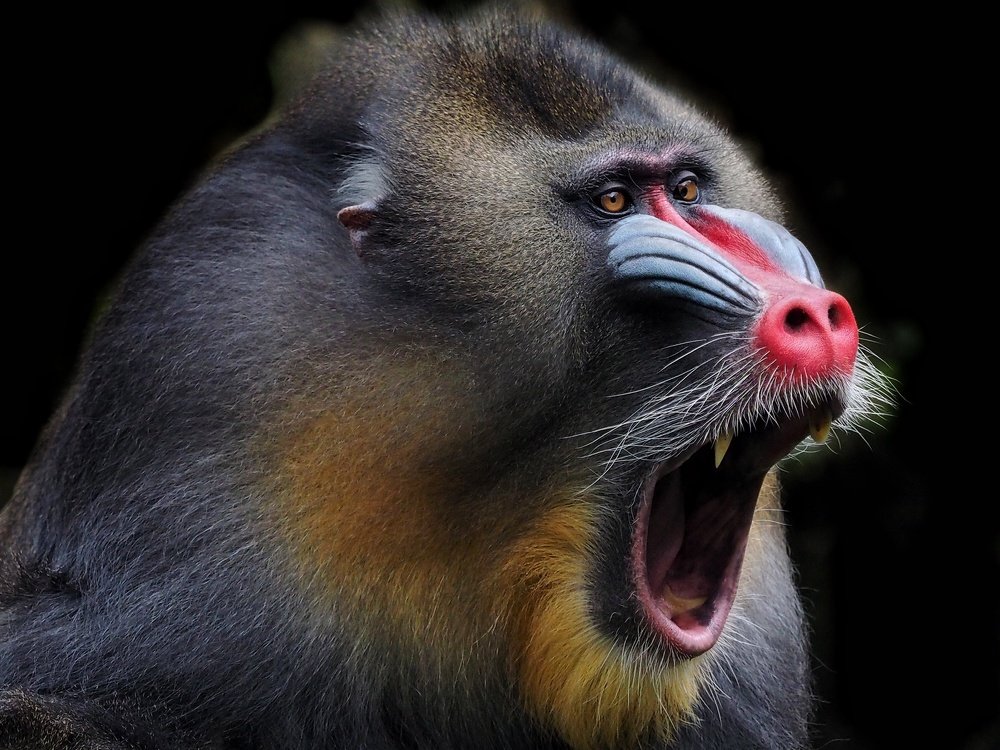 Photograph by Asa Satria Said