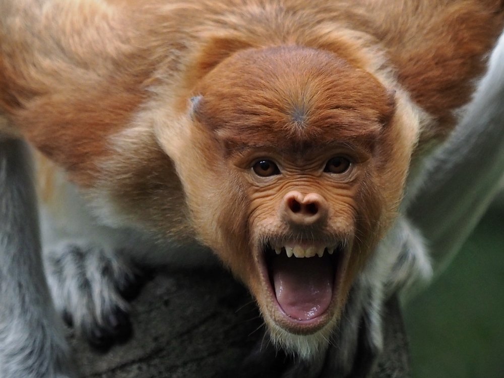 Photograph by Asa Satria Said