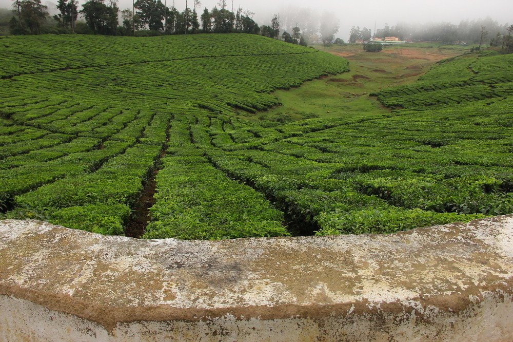 Photograph by SIVAMOORTHY VELMURUGAN