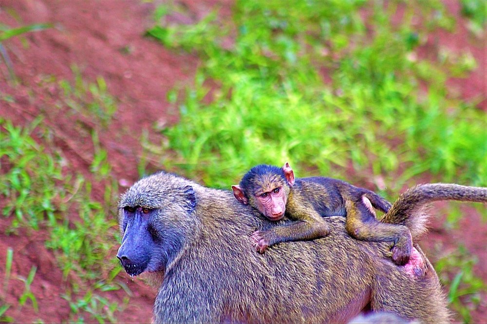 Photograph by Debbie Strauss