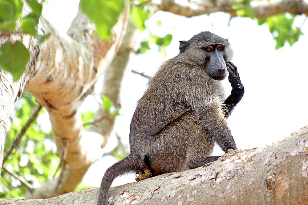 Photograph by Debbie Strauss