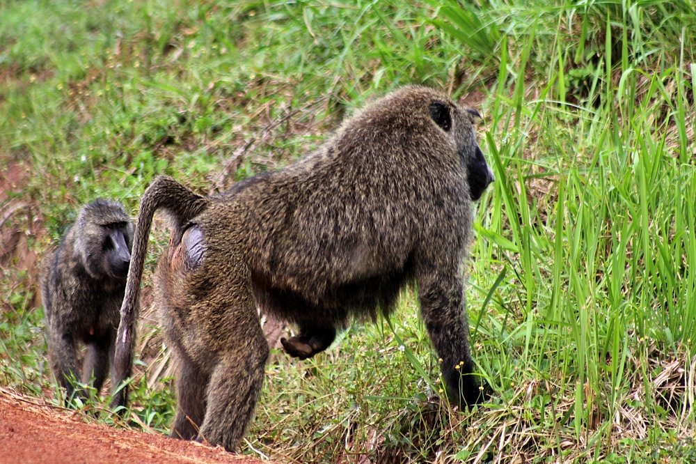 Photograph by Debbie Strauss