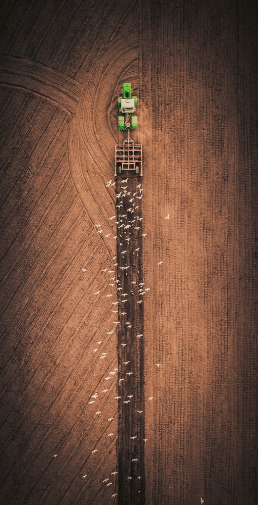 Взгляд на птиц с высоты птичьего полёта