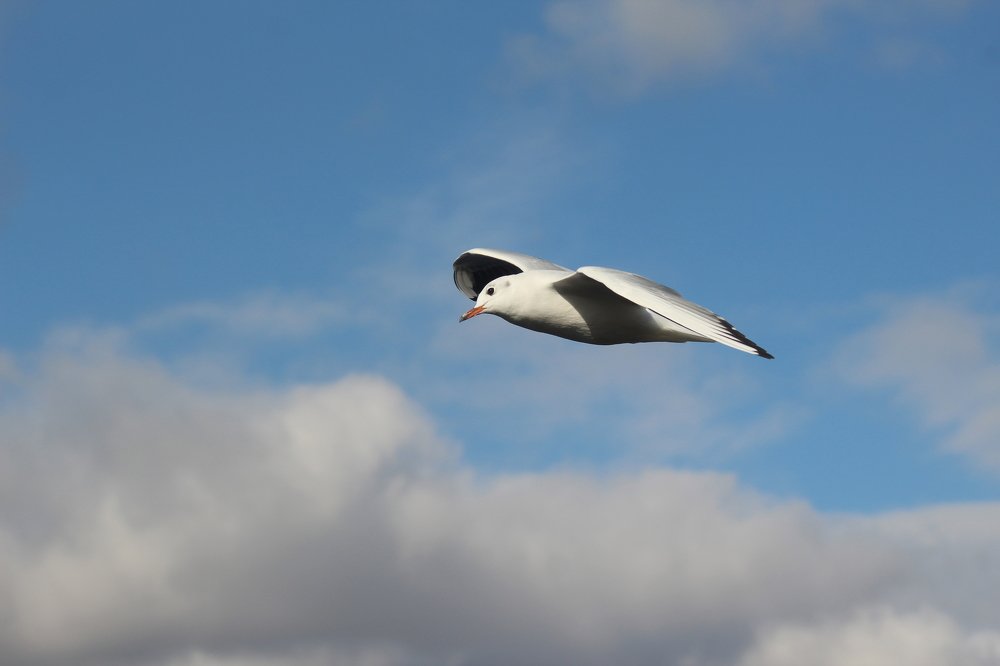 Полет над Волгой