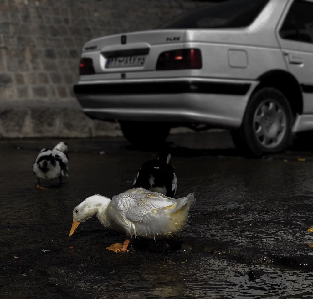 Photograph by Neda Nahvi