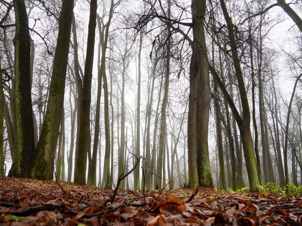 Туманное утро.