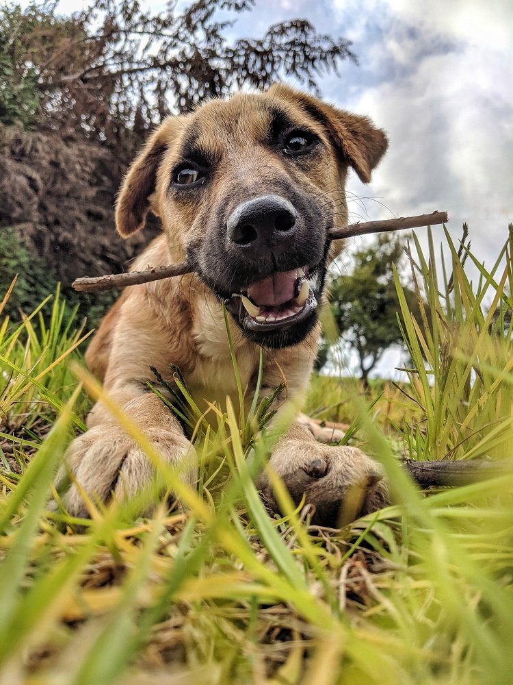 Photograph by  Mahalingam