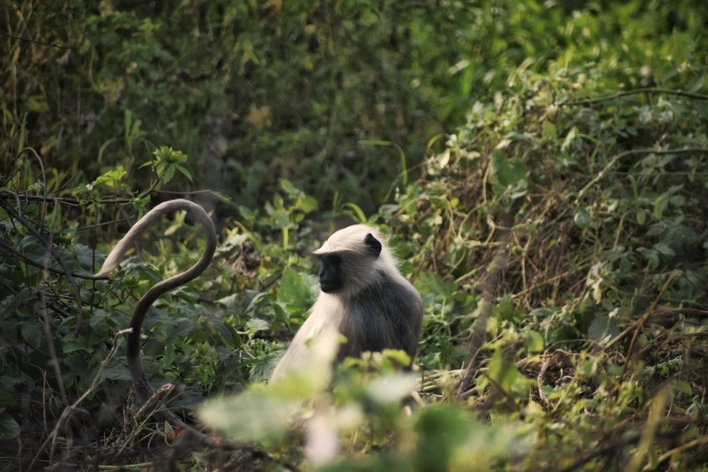 My Tail speaks with motion