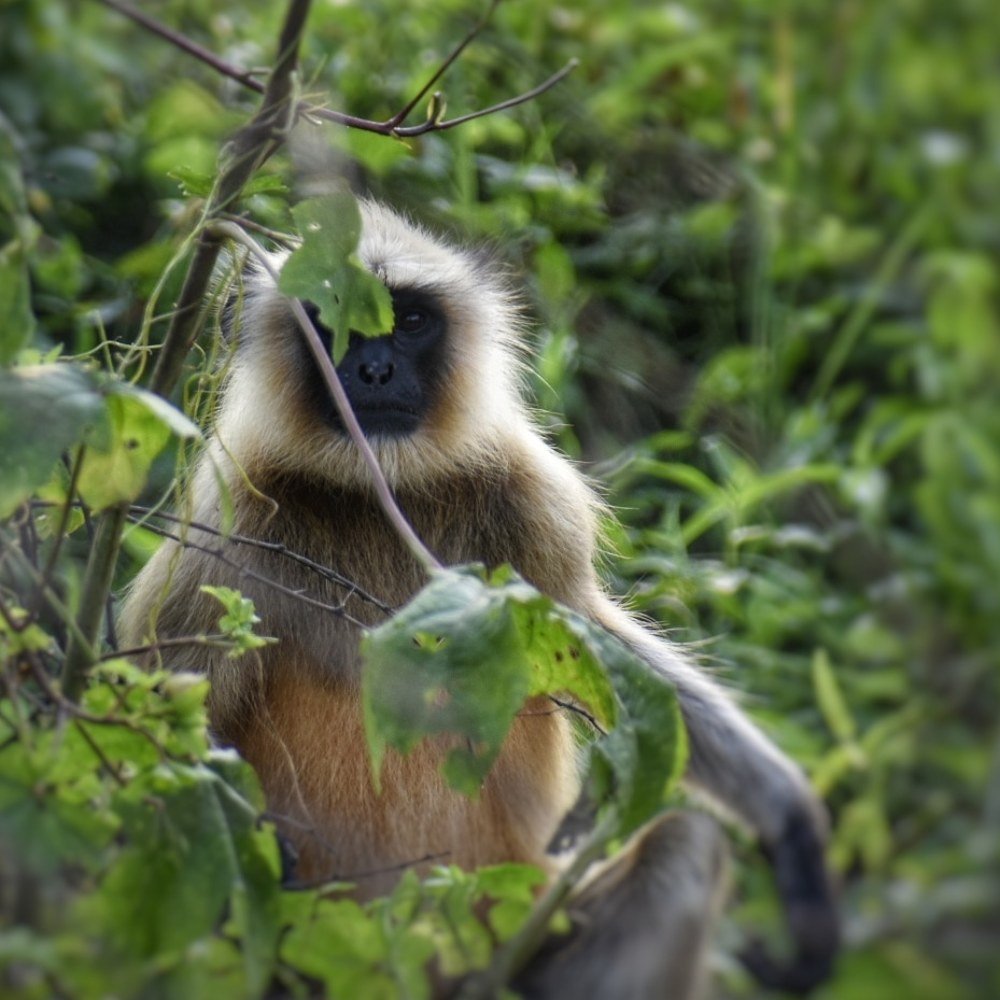 Фотография автора ABHISHEK SHAH